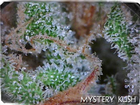 Mystery Kush