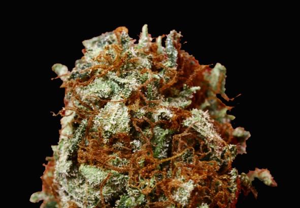 Redwood Kush