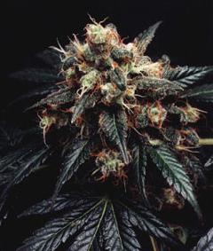 Armageddon Skunk