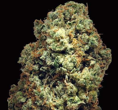 Super Jack Herer