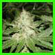 strain thumbnail