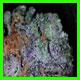 strain thumbnail