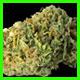 strain thumbnail
