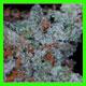 strain thumbnail