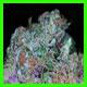 strain thumbnail