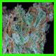 strain thumbnail