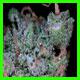  strain thumbnail