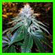 OG 18 kush strain thumbnail