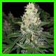 strain thumbnail
