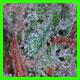 strain thumbnail