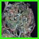strain thumbnail