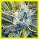 strain thumbnail