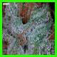 strain thumbnail