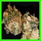 strain thumbnail