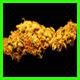 strain thumbnail
