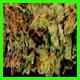 strain thumbnail