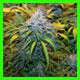 strain thumbnail