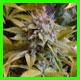 strain thumbnail