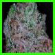 strain thumbnail
