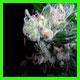 strain thumbnail