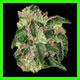 strain thumbnail