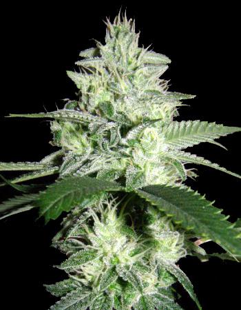 White Rhino